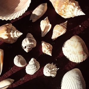 Sea shells (Florida) mixed beach shells  (27)